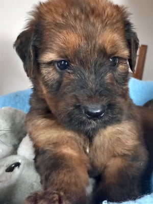Les chiots de Berger de Brie