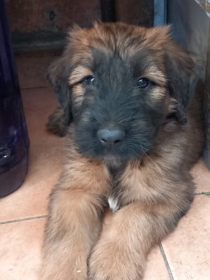Les chiots de Berger de Brie