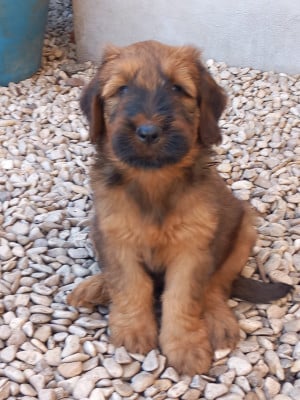 Les chiots de Berger de Brie