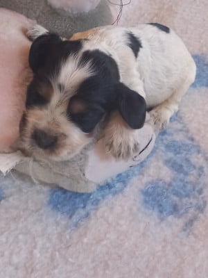Les chiots de Cocker Spaniel Anglais