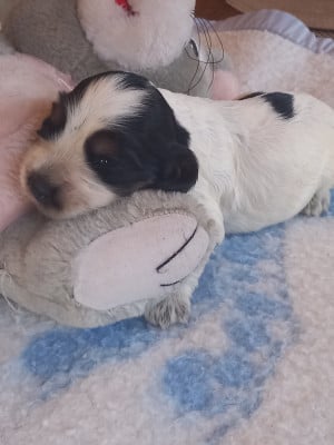 Les chiots de Cocker Spaniel Anglais