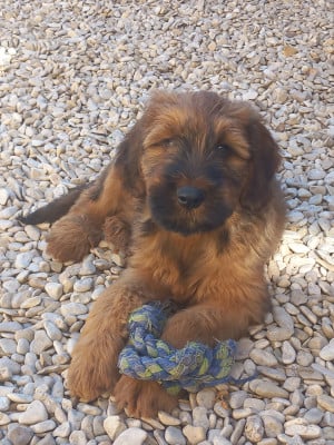Les chiots de Berger de Brie