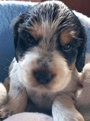 Les chiots de Cocker Spaniel Anglais