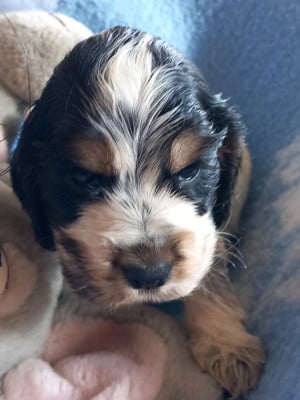 B... - Cocker Spaniel Anglais