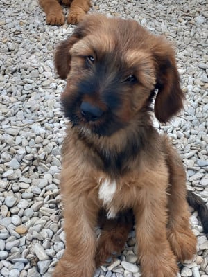 Les chiots de Berger de Brie