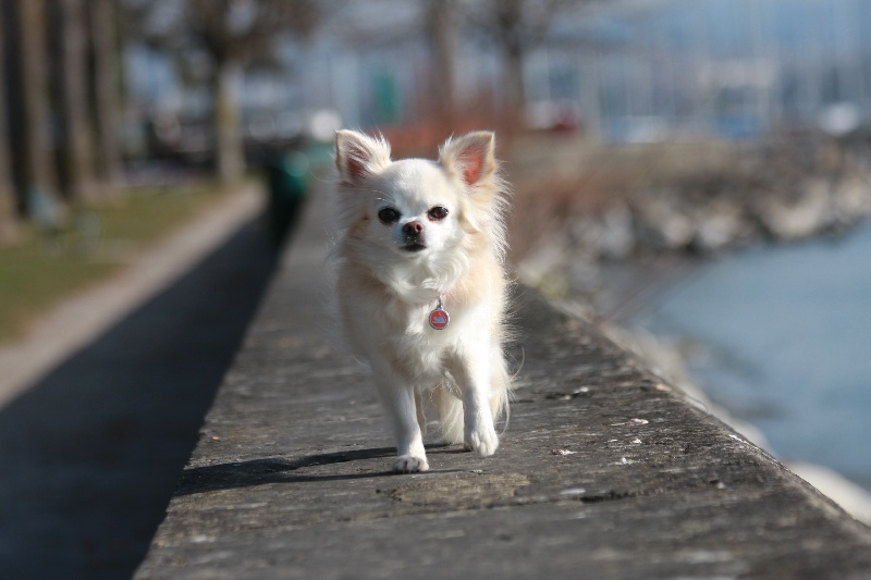 Publication : Jacot de Guillarmod Auteur : Justine Chavarria