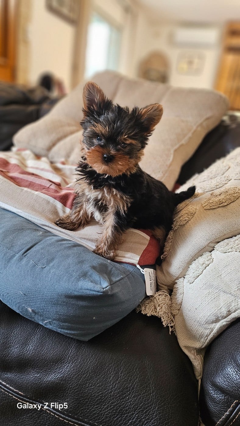 Yorkshire Terrier - du bois de Mirapied
