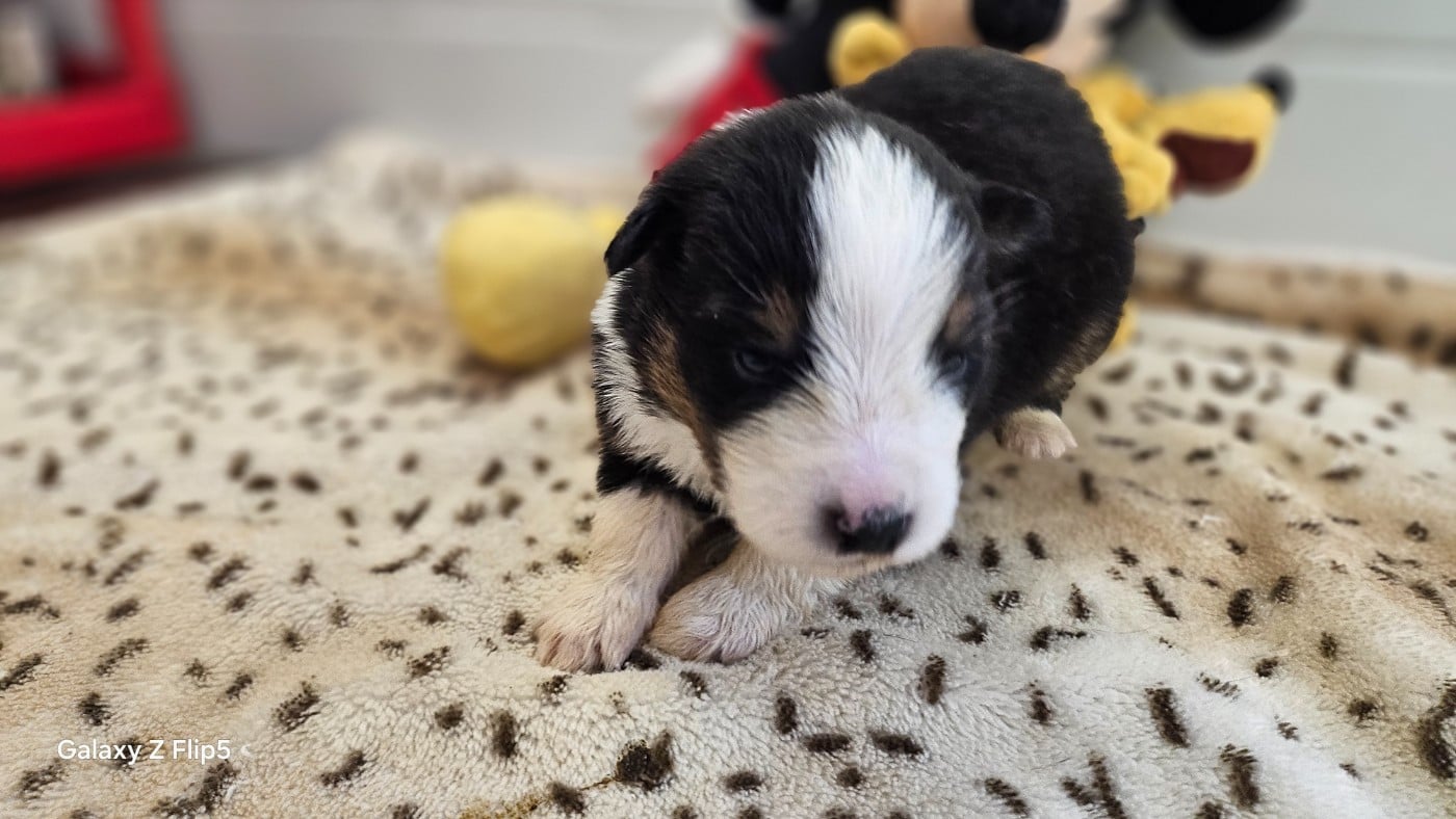 Chiot N°3 - Berger Australien