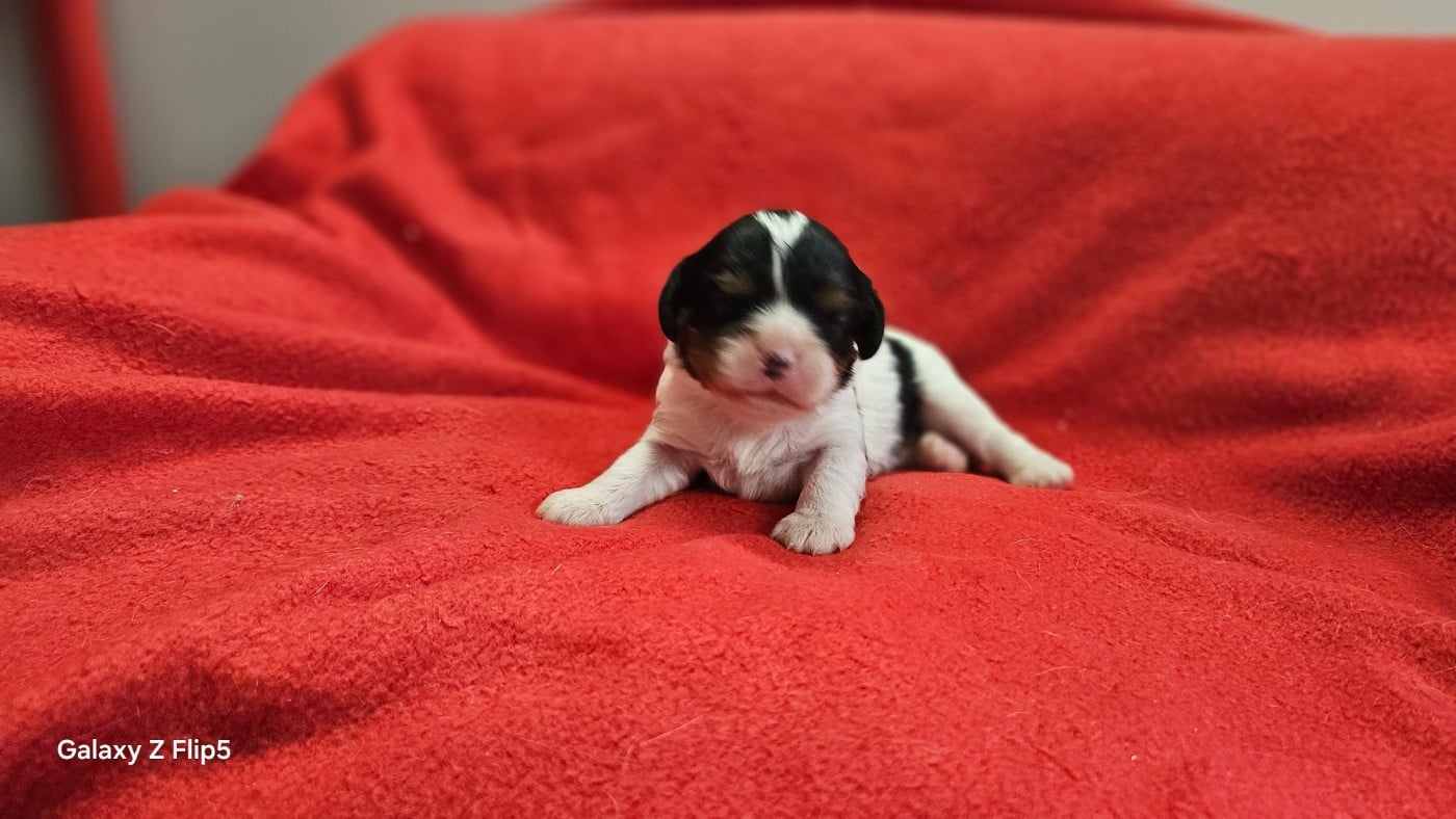Chiot N°5 - Cavalier King Charles Spaniel