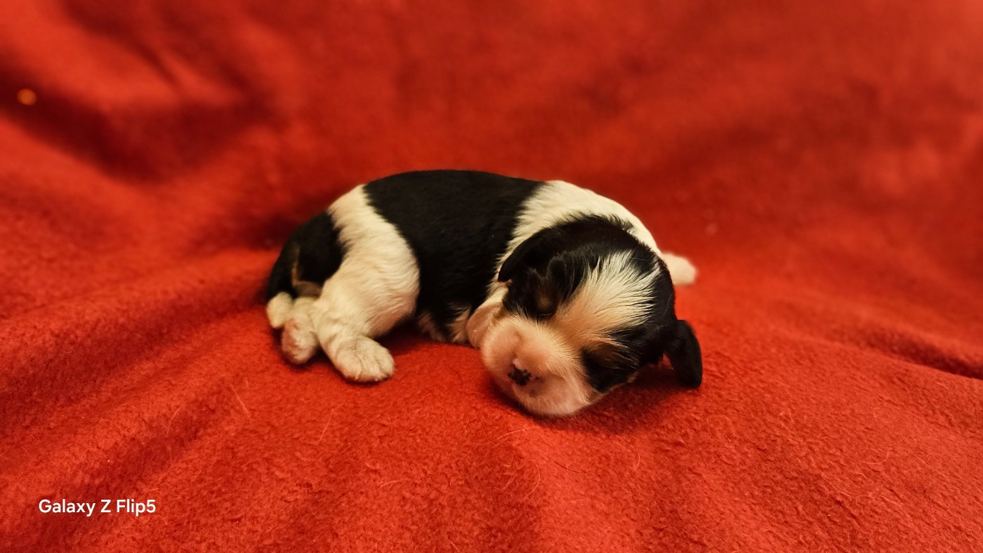 Chiot N°6
