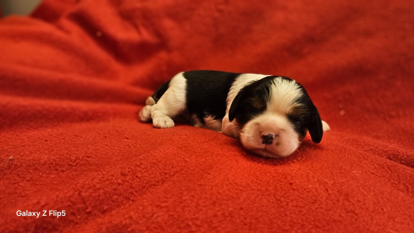 Chiot N°6