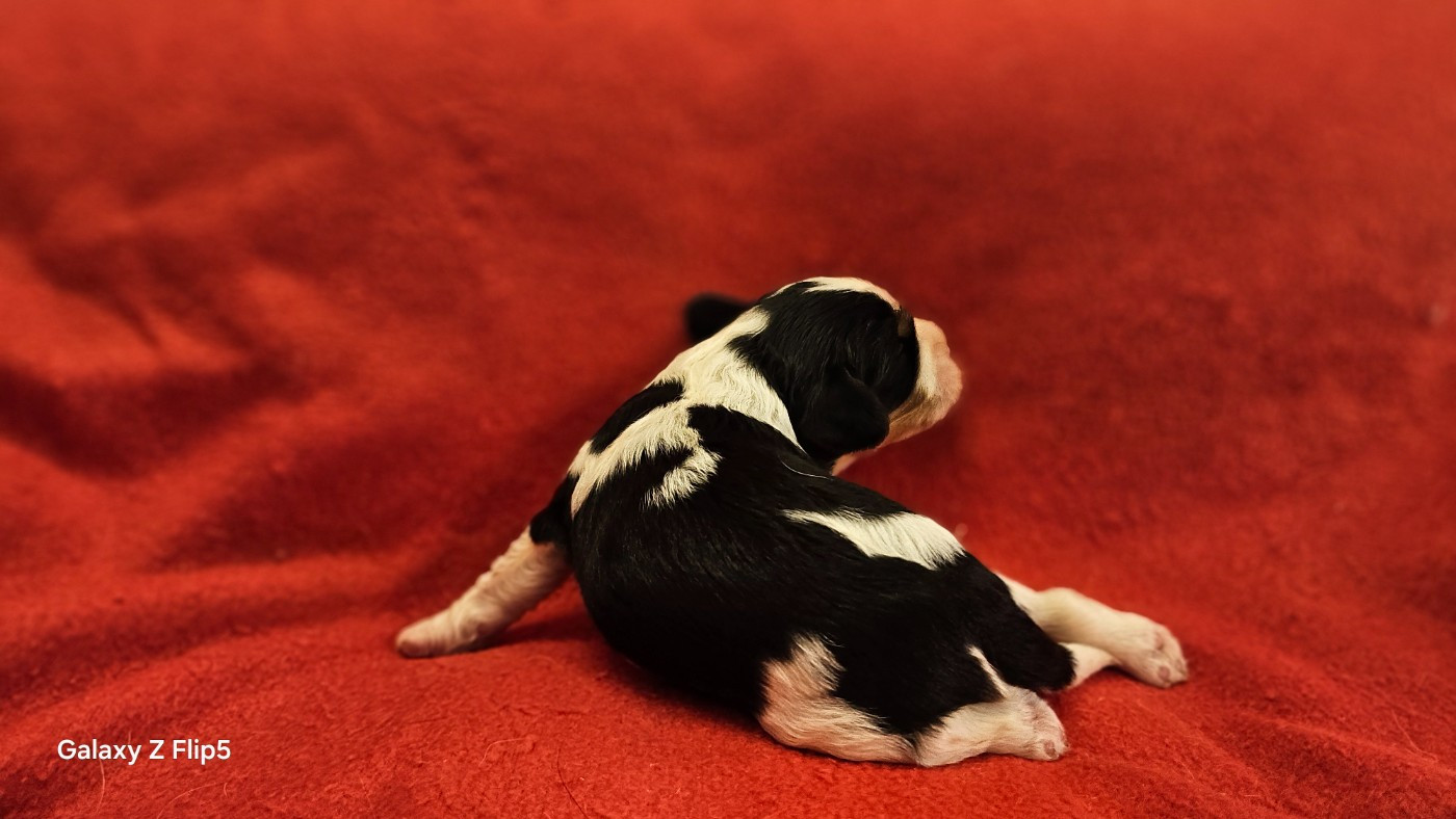 Chiot N°6