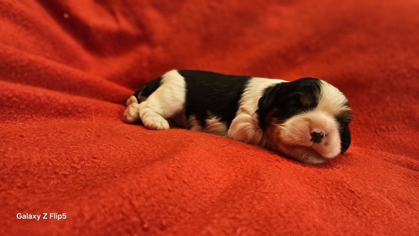 Chiot N°6