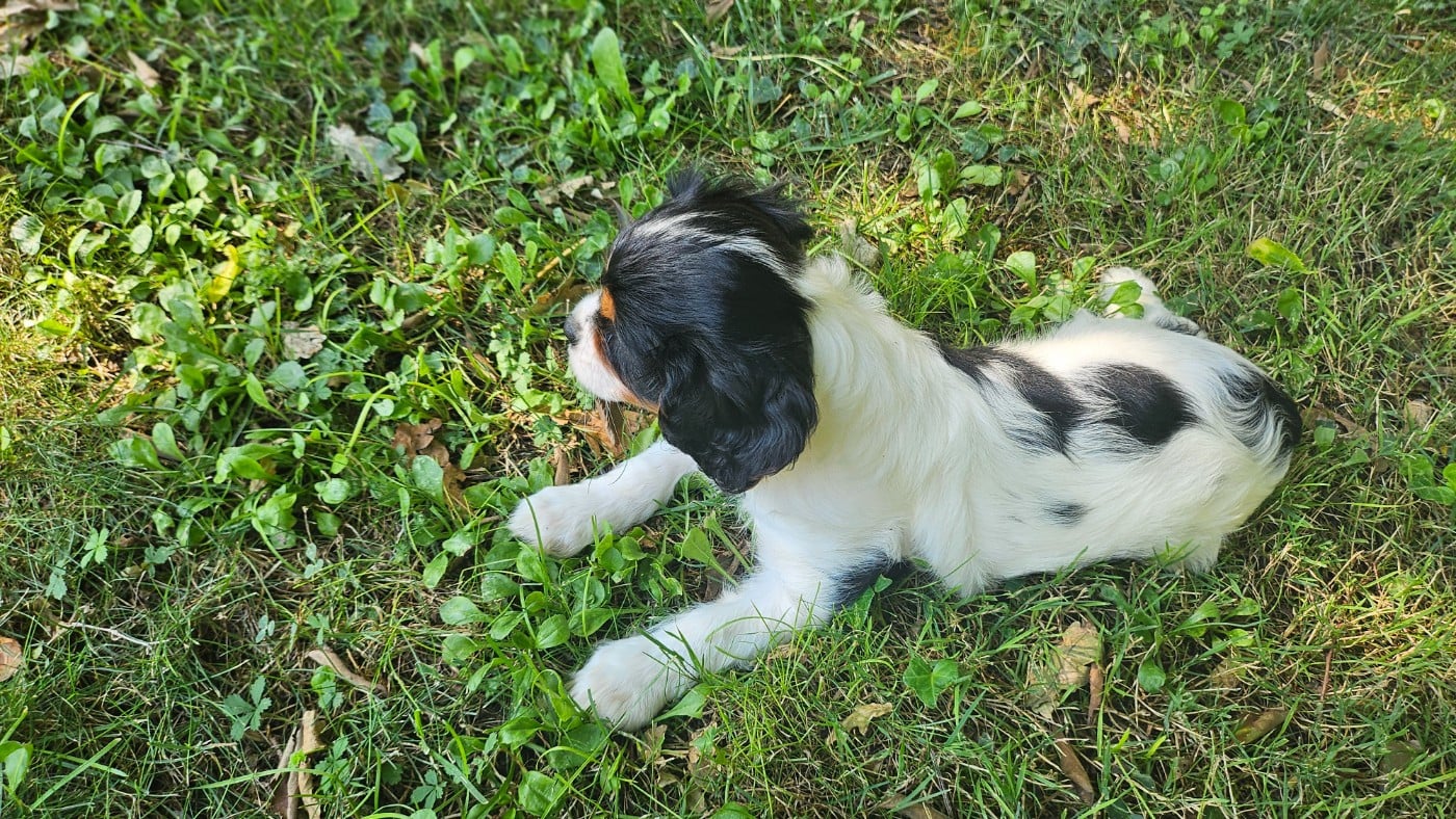 Brandy