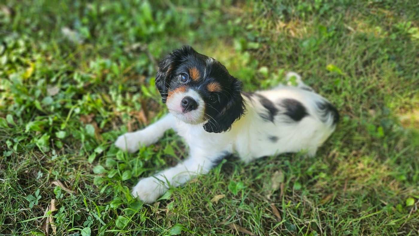 Brandy