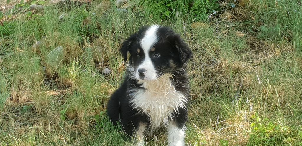 Chiot Berger Australien Punch Mâle Disponible En Provence