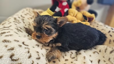 Les chiots de Yorkshire Terrier