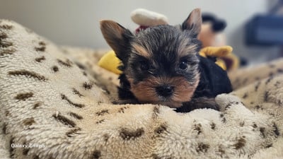 Les chiots de Yorkshire Terrier
