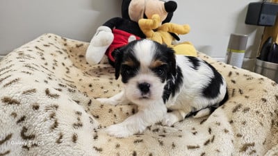 Les chiots de Cavalier King Charles Spaniel