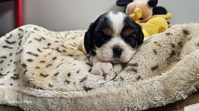 Les chiots de Cavalier King Charles Spaniel