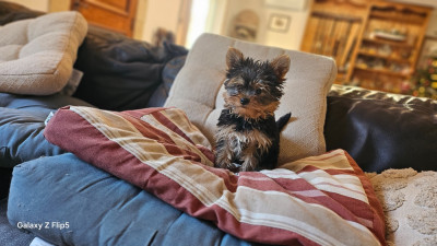 Les chiots de Yorkshire Terrier