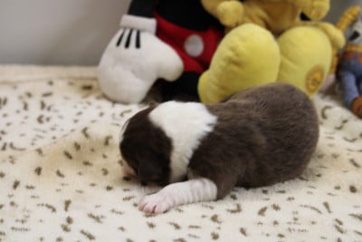 Les chiots de Berger Australien
