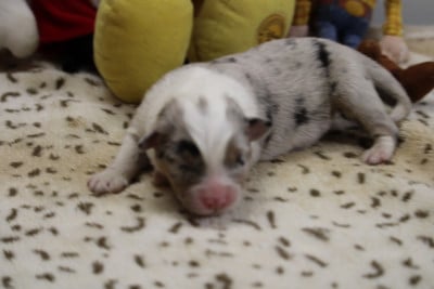 Les chiots de Berger Australien