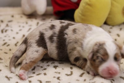 Les chiots de Berger Australien