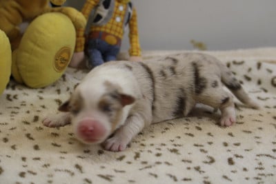 Les chiots de Berger Australien