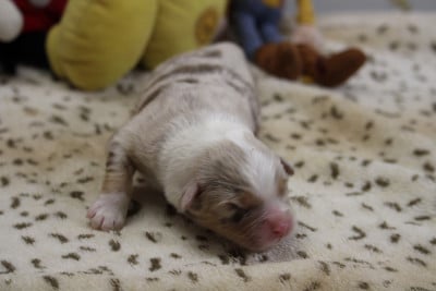 Les chiots de Berger Australien