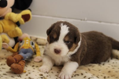 Les chiots de Berger Australien