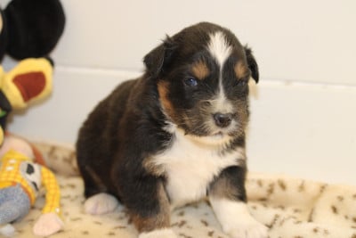 Les chiots de Berger Australien