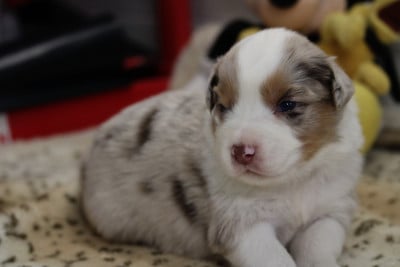 Les chiots de Berger Australien