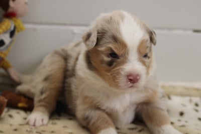 Les chiots de Berger Australien