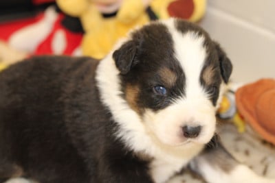 Les chiots de Berger Australien