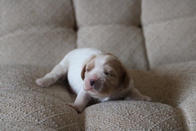 Les chiots de Cavalier King Charles Spaniel