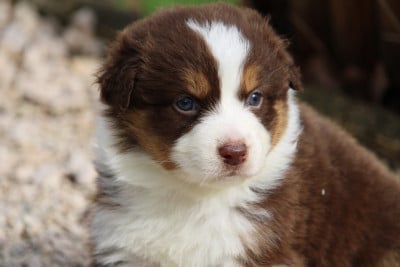 Les chiots de Berger Australien