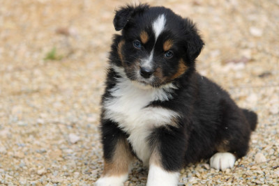 Les chiots de Berger Australien