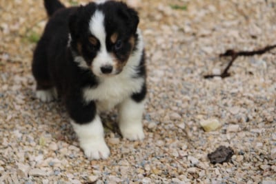 Les chiots de Berger Australien