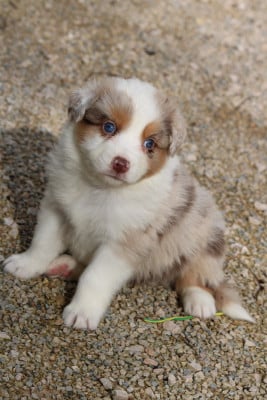 Les chiots de Berger Australien