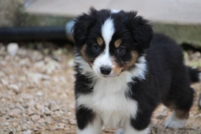 Les chiots de Berger Australien