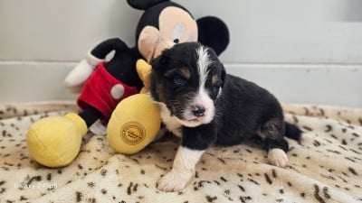 Les chiots de Berger Australien