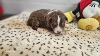 Les chiots de Berger Australien