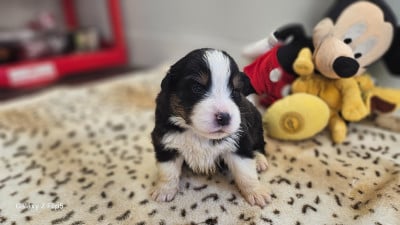 Les chiots de Berger Australien