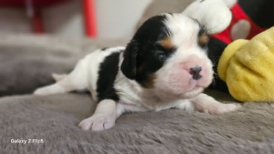 Les chiots de Cavalier King Charles Spaniel
