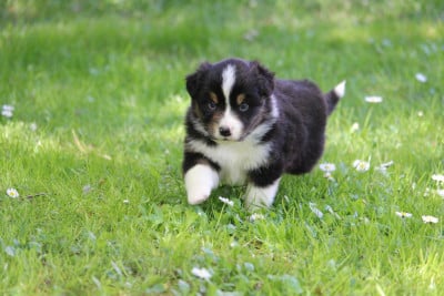 Les chiots de Berger Australien
