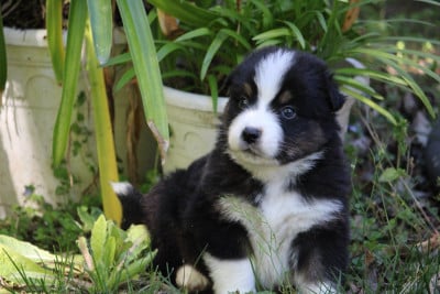Les chiots de Berger Australien