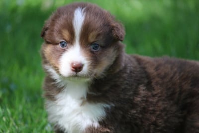 Les chiots de Berger Australien
