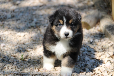Les chiots de Berger Australien