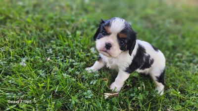 Les chiots de Cavalier King Charles Spaniel